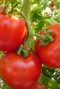ФОРСАЖ семена томатов (помидоров) (Art.T66/50)